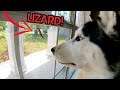 Siberian Husky Meets Lizard & FREAKS OUT!