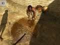 The Egyptian Prophecy The Fate of Ramses Part 2 Chapter 1 Cihlář