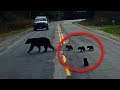 Cop Spots Bear Cubs In Danger And Risks His Own Life Save Them In Time...