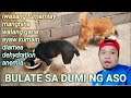 ANUNG URI NG BULATE MERON SA ASO #eskatvbuhayprobinsya