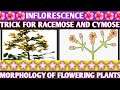 Trick to learn racemose and cymose | types of inflorescence| morphology of flowering plants| NEET🌸🌸🌸