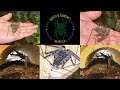 Housing and Feeding of Our NEW Tailless Whip Scorpion!