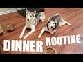 Siberian Husky Dinner Routine
