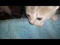 Cute kittens meowing and play with mother cat / Mama pisica si puii care miauna