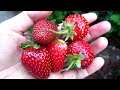 "Harvesting 300+ Strawberries" Stardew Valley | Cantututu Farm Part 23