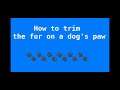 How to trim fur on dogs paws