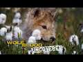 People and Wolves | Wolfblood Uncovered