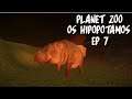 PLANET ZOO - EP 7 - TEMOS HIPOPÓTAMOS - (MODO FRANQUIA)  [PT-BR]