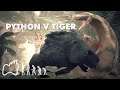 Black Saber-toothed Tiger Fights Rock Python | Ancestors: The Humankind Odyssey