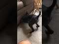 Dog tries finding toy underneath sofa