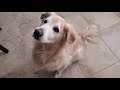 Old English Cream Golden Retriever Loves To Eat Popcorn - Catching Popcorn Pieces Tossed in the Air