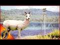 Setting Up For Mule Deer + A Leucistic Blackbuck!