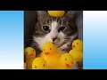 웃긴영상 귀여운 고양이, 강아지 Cute Pets And Funny Animals Compilation #35