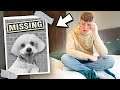 my dog went missing...
