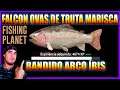 FALCON OVAS DE TRUTA MARISCA BANDIDO ARCO ÍRIS FISHING PLANET