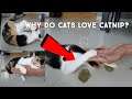 ORGANIC CATNIP FOR CAT - My cat's crazy reactions for catnip