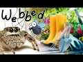Webbed Game (Steam) | Cute webbed spider game is too much