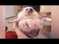 Adorable pet videos that help me sleep at night ❤️