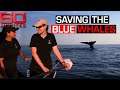Aussie scientists gather vital information to save the incredible Blue Whales | 60 Minutes Australia
