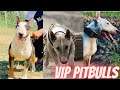 Bull Terrier | Fighter | Indian | Vip Pitbulls