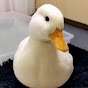 Duckies