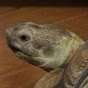 TurtleWithPants