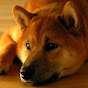 Doggo