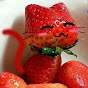 Erdbeermiez
