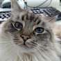 RambunctiousRagdoll