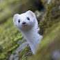 White Winter Weasel