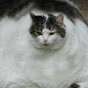 WidestCat