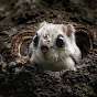 WildSquirrelTv
