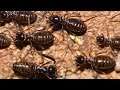 Septic and Termite Extermination! Home Upgrades!