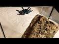 Tarantula Feeding - Guyana Pinktoe (Avicularia avicularia) 2
