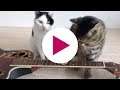 Wereld Kattendag Compilatie | Bax Music