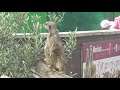 Twycross Zoo - Meerkats