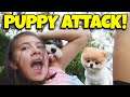 ATTACKED BY PUPPIES!!! Cute Puppy Fight!