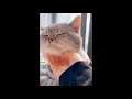 웃긴영상 귀여운 고양이, 강아지 Cute Pets And Funny Animals Compilation #31