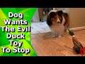 #Shorts Dog is Mad At Toy Duck | Shetland sheepdog sheltie