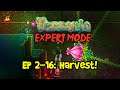 HARVEST! Terraria EXPERT MODE Let's Play, Ep 2-16 (1.3 PC Gameplay)