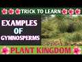 Trick To Learn Examples Of Gymnosperms| best trick | NCERT |Class 11| Biology Short Tricks| NEET
