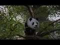 Planet Zoo (PC)(English) #32 6 Minutes of Giant Panda