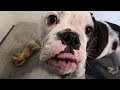 MY DOG PEED IN FRONT OF ME!!! | mmtuts VLOG
