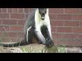 Twycross Zoo - Monkeys magic