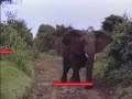 Intel Play Digital Movie Creator - elephant go boom