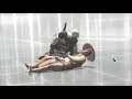 Let's Play eli pelataan: Assassin's Creed Brotherhood osa 8