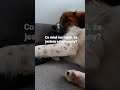 mój pies ogląda kanał @zdvpy i myśli o życiu 🐶🐕🦮🐕‍🦺 #dog #pieseł #szczeniak #short