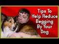 Tips To Help Reduce Begging By Your Dog || MumblesVideos Pupdate