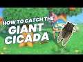 How to Catch Giant Cicada in Animal Crossing New Horizons?