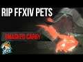 RIP Pets in Endwalker!? Pets Being REMOVED from FFXIV?